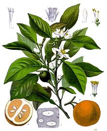 Miraculous Advantages of Neroli Essential Oil
