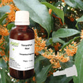 Osmanthus Attar